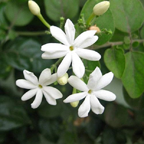 Jai - Plant